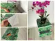 autocolant-decorativ-frunze-verzi-model-exotic-6327