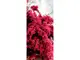 autocolant-usa-bougainvillea-2-1376