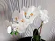 floare-artificiala-orhidee-alba-blanca-4543