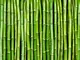 fototapet-bambus-verde-4447