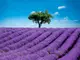 fototapet-camp-lavanda-inflorita-5330