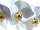 fototapet-floare-alba-orhidee-9487