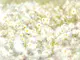 fototapet-floral-Margarete-albe-6371