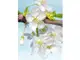 fototapet-floral-alb-blossom-7042