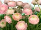 fototapet-floral-gentle-rose-komar-1084