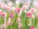 fototapet-floral-lalele-roz-Secret-garden-6121