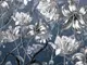 fototapet-floral-modern-komar-merian-blue-6104