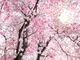 fototapet-floral-roz-Bloom-1019