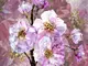 fototapet-floral-roz-blooming-gems-2806
