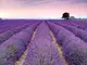 fototapet-lavanda-9675