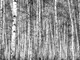 fototapet-padure-alb-negru-Birch-forest-decor-5752