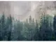 fototapet-padure-dimex-forest-abstract-2561