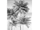 fototapet-palmieri-gri-1860