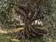 fototapet-peisaj-olive-tree-9906