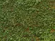 fototapet-zid-frunze-ivy-wall-2469