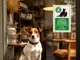 sticker-cu-accesul-animalelor-de-companie-este-permis-autocolant-s02-7247