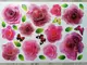 stickere-flori-folina-trandafiri-roz-7577