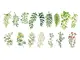 stickere plante si flori de camp