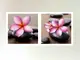 tablou-sticla-orhidee-roz-decor-3211