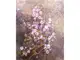 tapet-floral-komar-x41072-9382