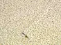 Autocolant mobilă, d-c-fix Terrazzo Stone, rolă de 67x150 cm