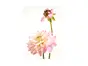 Tablou floral roz pal Dahlia, Komar Art Poster, în ramă din lemn alb şi protecţie din plexiglass, 40x50 cm