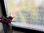 Folie geam autoadezivă, Alkor  Alba, sablare cu imprimeu clasic, rolă de 45 cm x 4 metri