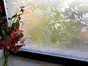 Folie geam autoadezivă Damast, d-c-fix, imprimeu floral, translucidă, rolă de 45x200 cm 
