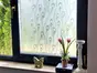Folie geam autoadezivă, Folina, sablare cu model clasic, translucid, 120 cm lăţime