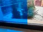 Folie geam autoadezivă, d-c-fix, transparenta, albastră, 45 cm lăţime