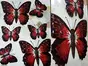 Sticker 3D Fluturi Papillon, Folina, vișiniu, set 6 bucăți