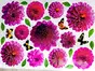 Stickere 3D flori, Folina, dalii mov