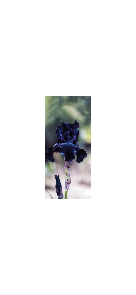 Autocolant uşă Iris Negru, Folina, model multicolor, dimensiune autocolant 92x205 cm