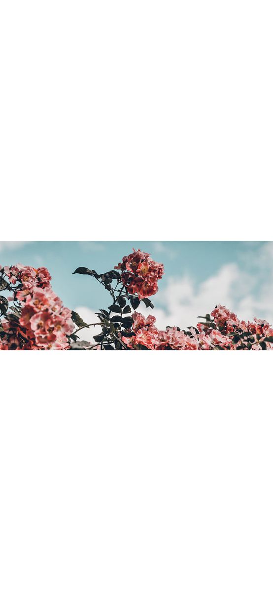 Autocolant perete Botanical, Folina, 200x80cm