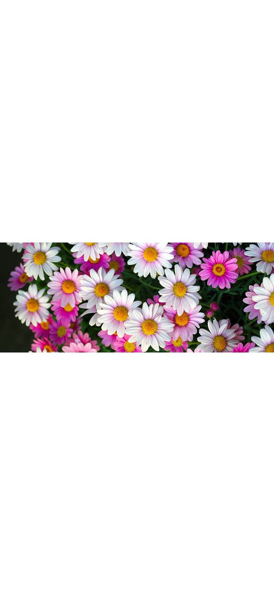 Autocolant perete Daisies, Folina, model floral, rolă de 200x80cm
