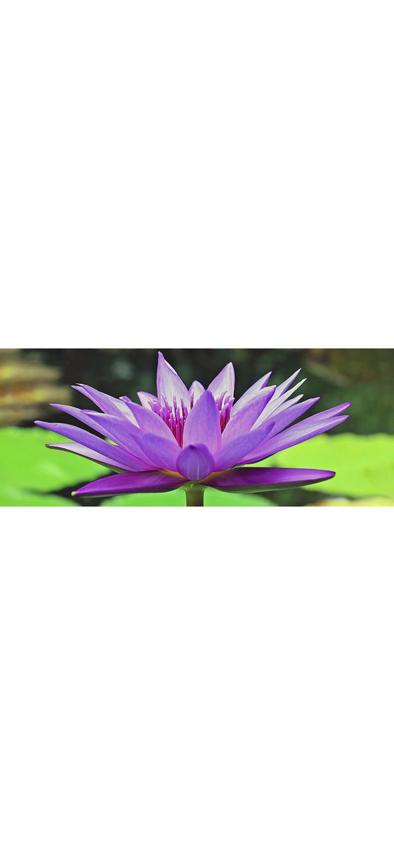 Autocolant perete Lotus, Folina, model floral mov, rola de 200x80cm