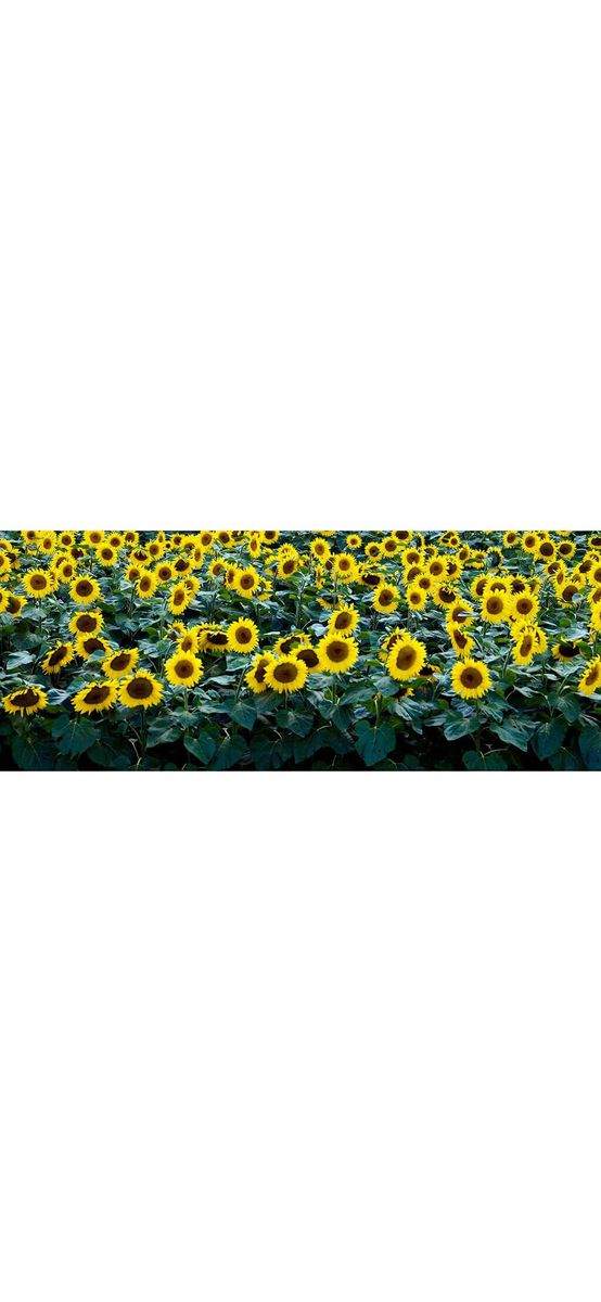 Autocolant perete Floarea soarelui, Folina, vinil lavabil, rezistent la umiditate şi căldură, rolă de 80x200cm