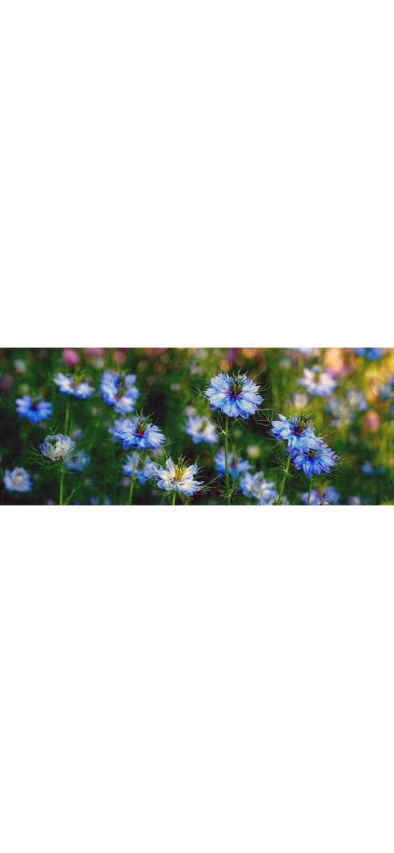 Autocolant perete Floricele albastre cu spini, multicolor, dimensiune autocolant 200x80cm