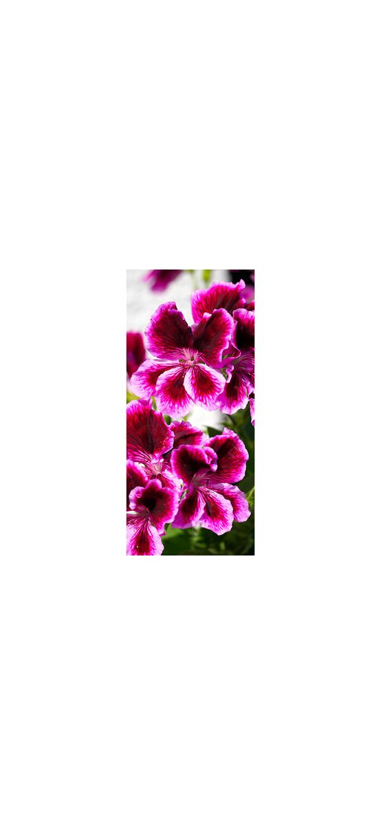 Autocolant uşă Geranium, Folina, model multicolor, dimensiune autocolant 92x205 cm