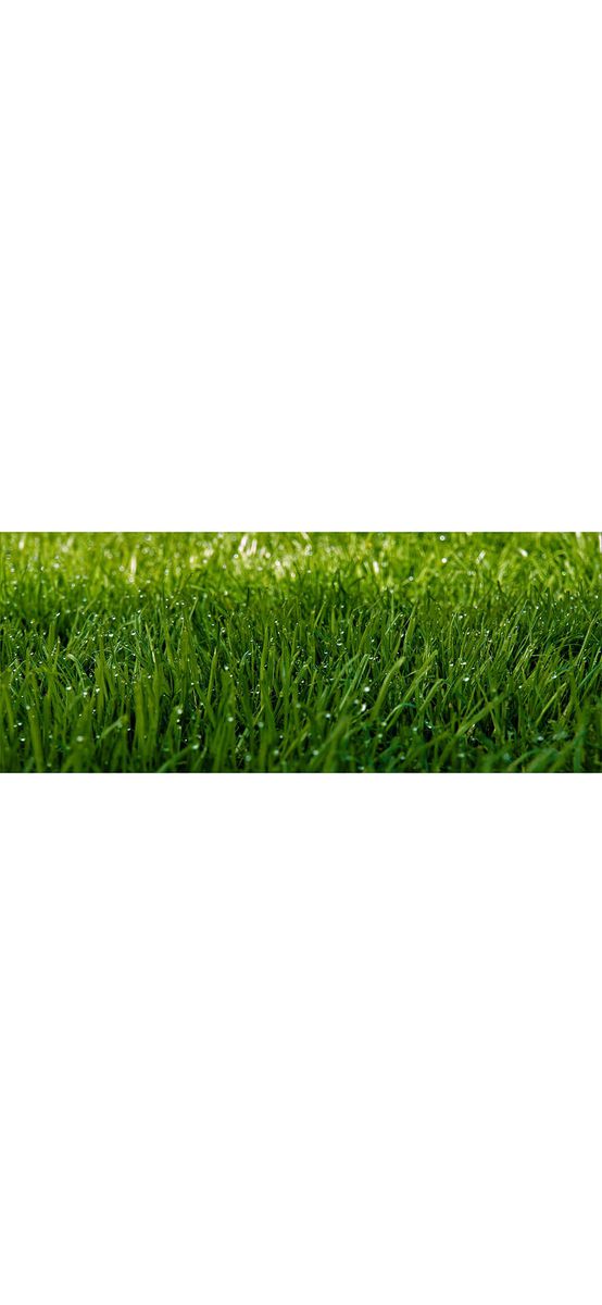 Autocolant perete Iarbă cu rouă, Folina, verde, rolă de 200x80cm