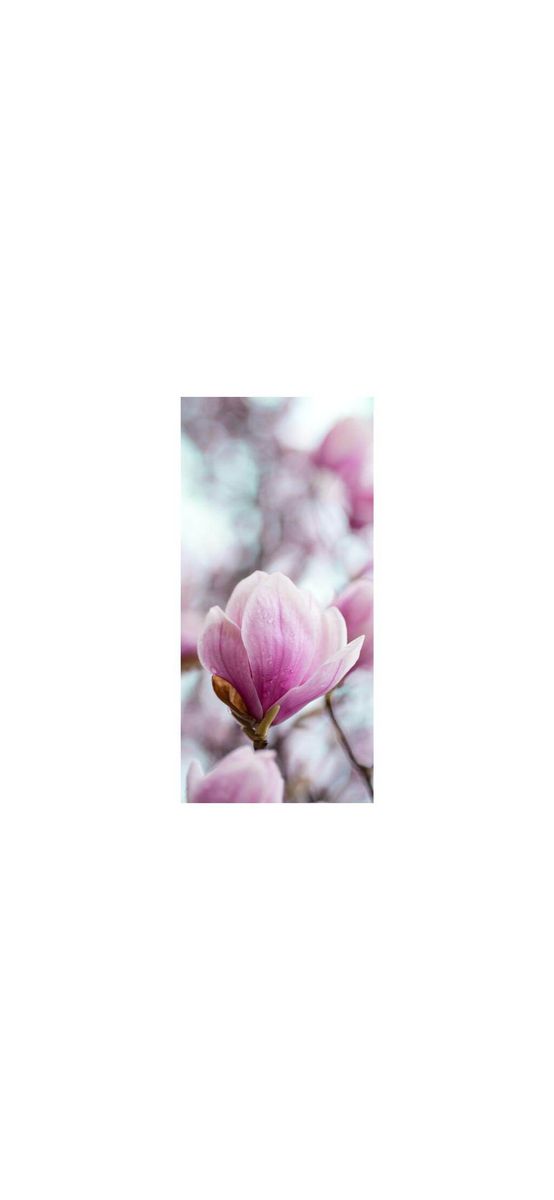 Folie cabină duş, Folina, model floral Magnolie, folie autoadezivă cu efect de sablare, rolă de 100x210 cm