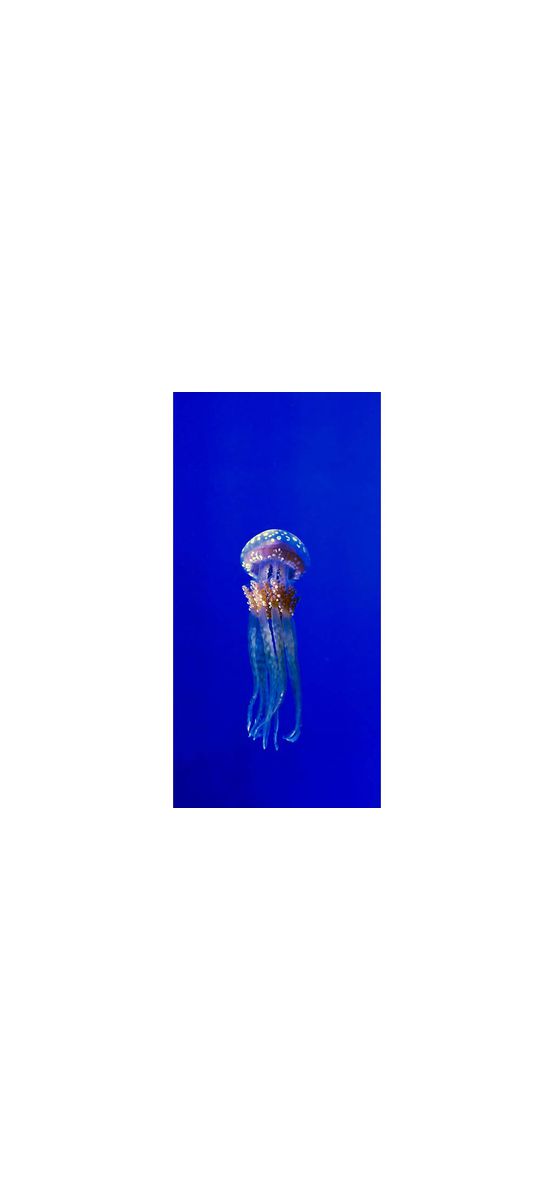 Folie cabină duş, Folina, model meduză, albastră, folie autoadezivă cu efect de sablare, 100x210 cm