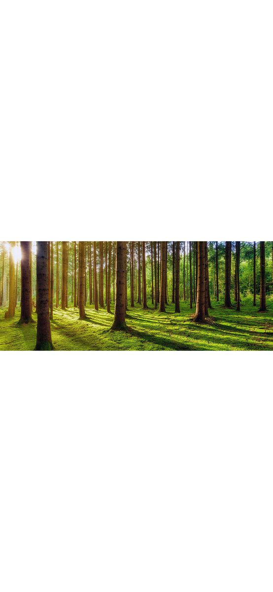 Autocolant perete Pădure, Folina, autoadeziv, rolă de 200x80cm