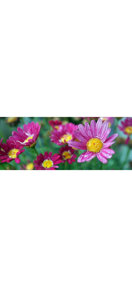 Autocolant perete Pink daisies , multicolor, dimensiune autocolant 200x80cm
