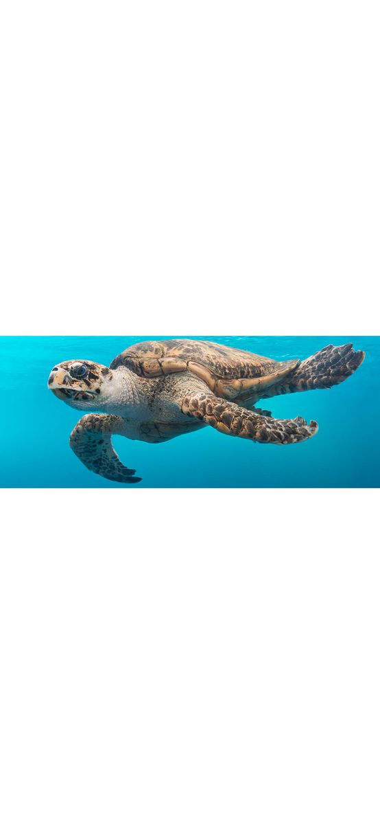 Autocolant perete Sea Turtle, Folina, model multicolor, dimensiune autocolant 200x80cm