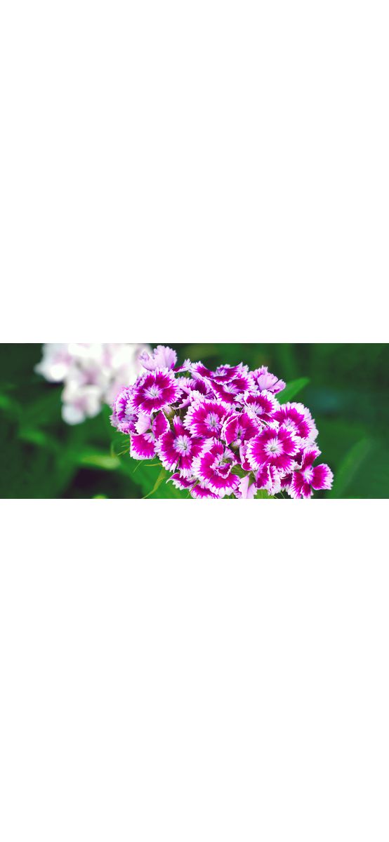 Autocolant perete Sweet William, multicolor, dimensiune autocolant 200x80cm
