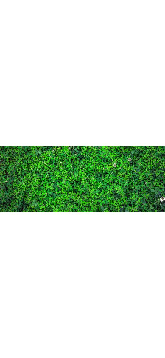 Autocolant perete Trifoi, Folina, 200x80cm