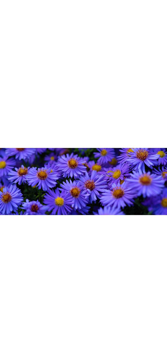 Autocolant perete Violete, 200x80cm