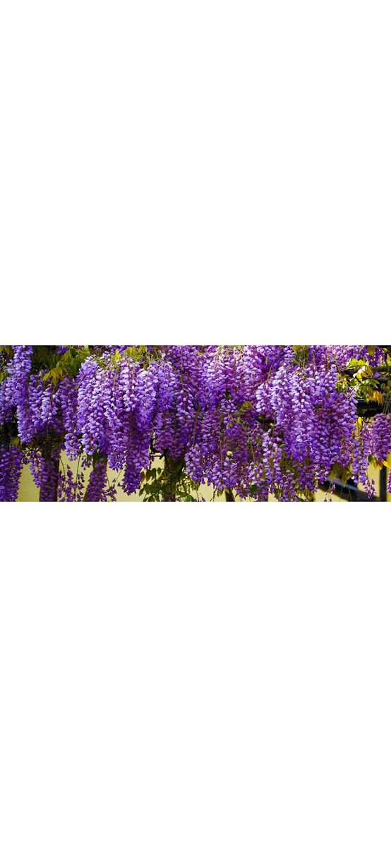Autocolant perete Wisteria, Folina, 200x80cm
