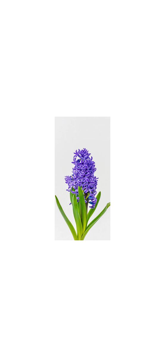Autocolant uşă Zambilă violet, Folina, model multicolor, dimensiune autocolant 92x205 cm